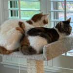 Anita's cats looking out the window
